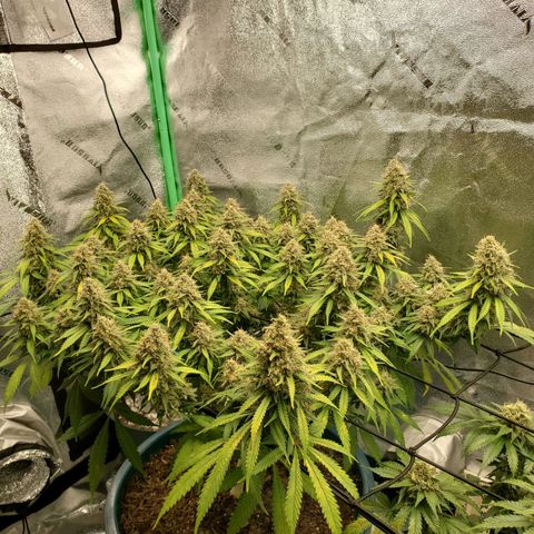 Cali growlog timeline photo