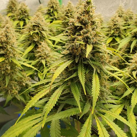 Cali growlog timeline photo