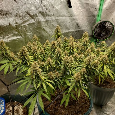 Cali growlog timeline photo