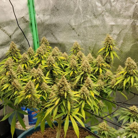 Cali growlog timeline photo