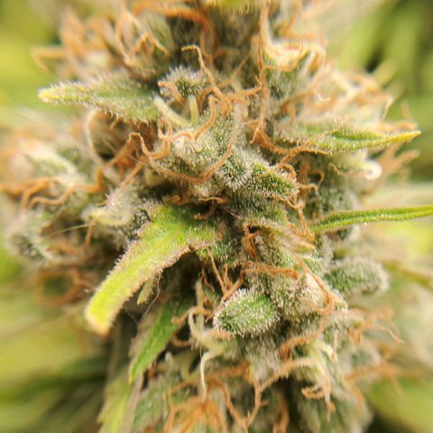 Cali growlog timeline photo
