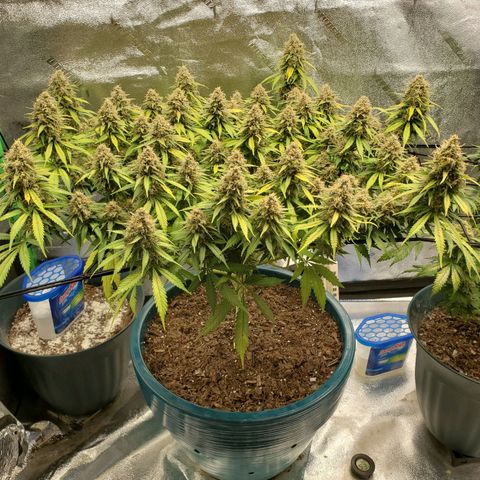 Cali growlog timeline photo