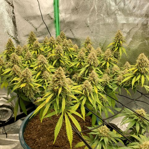 Cali growlog timeline photo