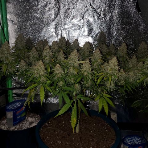 Cali growlog timeline photo