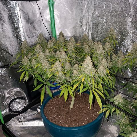 Cali growlog timeline photo