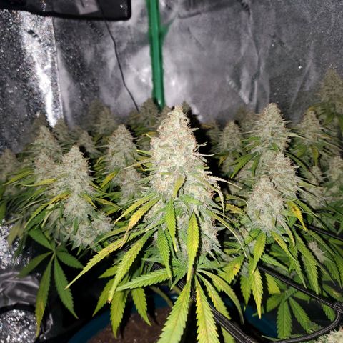 Cali growlog timeline photo