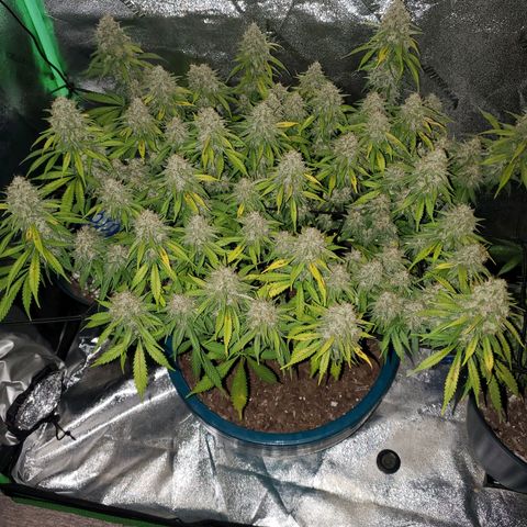 Cali growlog timeline photo