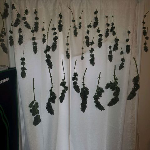 Cali growlog timeline photo