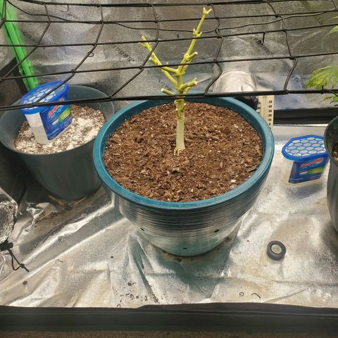 Cali growlog timeline photo
