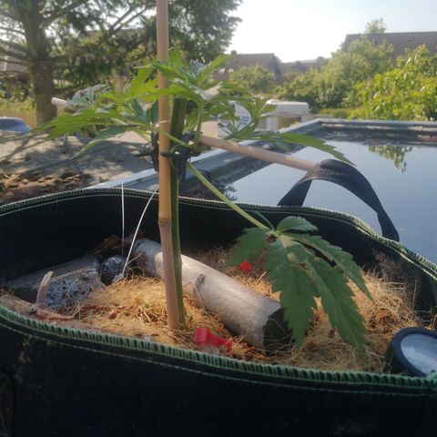 Spezial Queen growlog timeline photo