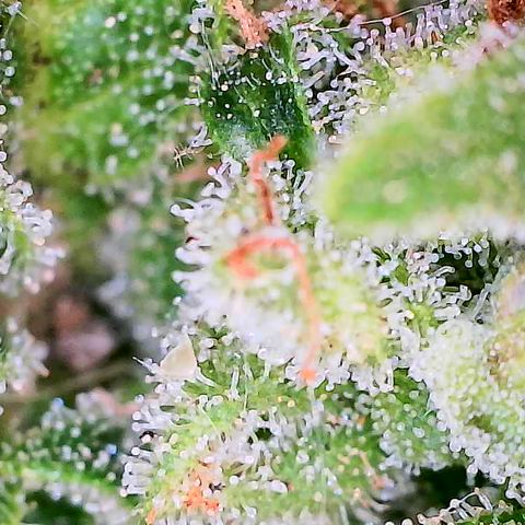 Auto Titan (1) growlog timeline photo