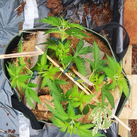 Mars Mellow growlog timeline photo