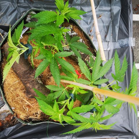 Spezial Queen growlog timeline photo