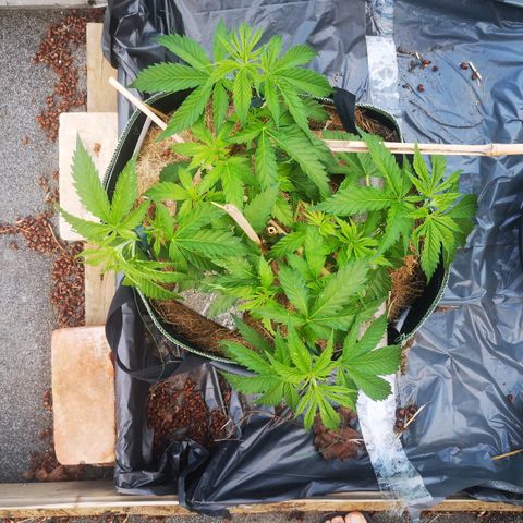 Spezial Queen growlog timeline photo