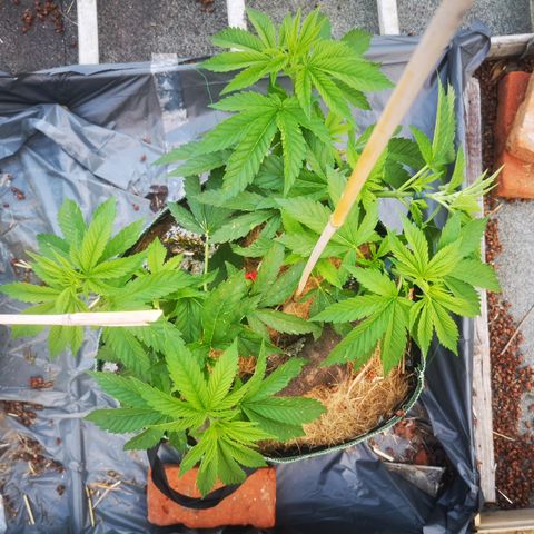 Mars Mellow growlog timeline photo