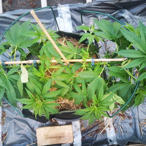 Cbd Chronicle (2) growlog timeline photo