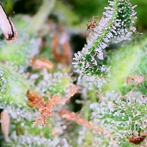Auto Titan (1) growlog timeline photo