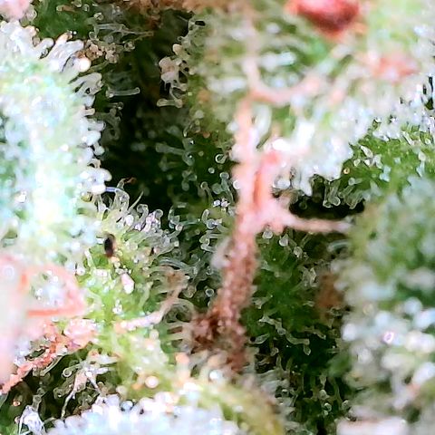 Auto Titan (1) growlog timeline photo