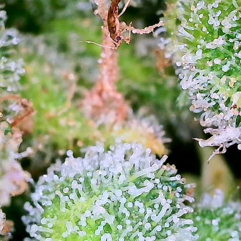 Auto Titan (1) growlog timeline photo
