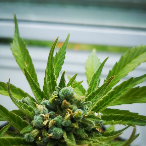 Auto Titan (1) growlog timeline photo
