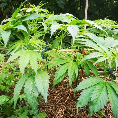 Cbd Chronicle growlog timeline photo