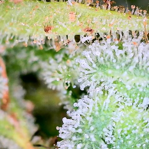 Auto Titan (1) growlog timeline photo