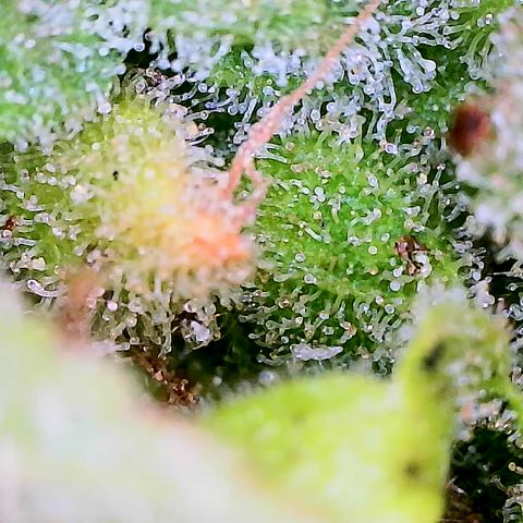 Auto Titan (1) growlog timeline photo