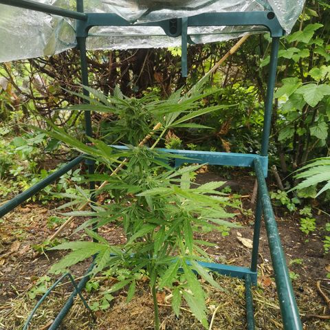 Auto Titan F1 (2) growlog timeline photo