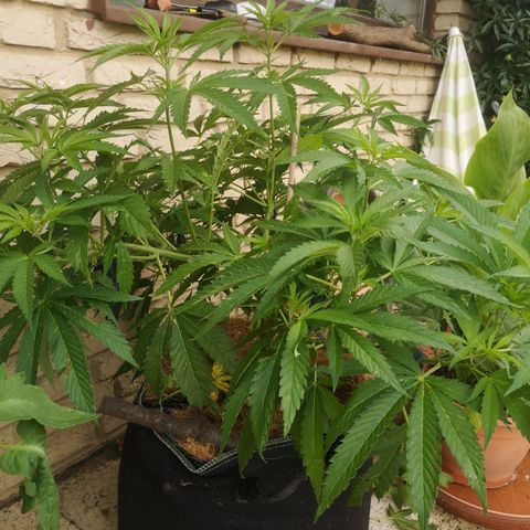 Girl Scout Cookies growlog timeline photo