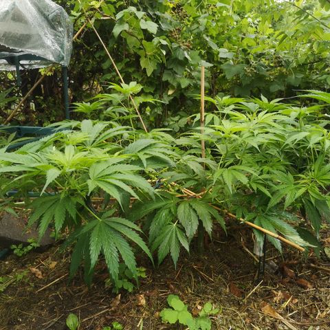 Cbd Chronicle growlog timeline photo