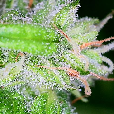 Auto Titan F1 (2) growlog timeline photo