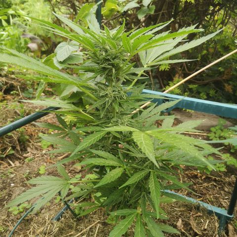 Auto Titan F1 (2) growlog timeline photo