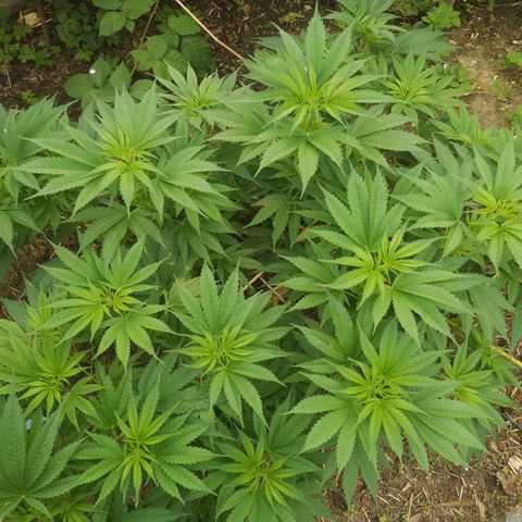 Cbd Chronicle growlog timeline photo