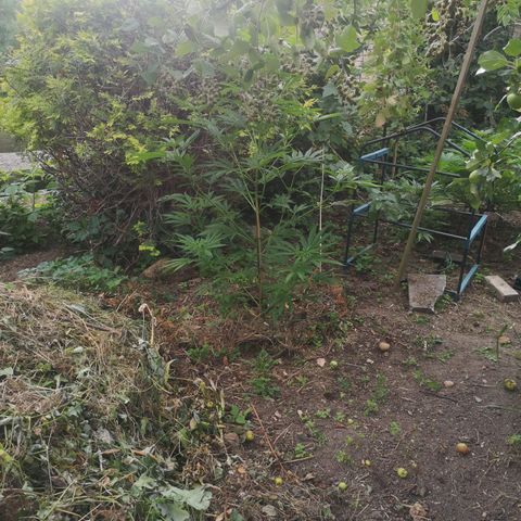 Blue Dream growlog timeline photo