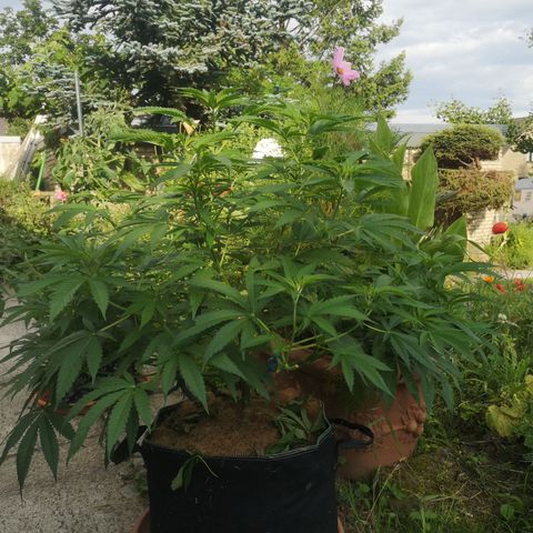 Girl Scout Cookies growlog timeline photo