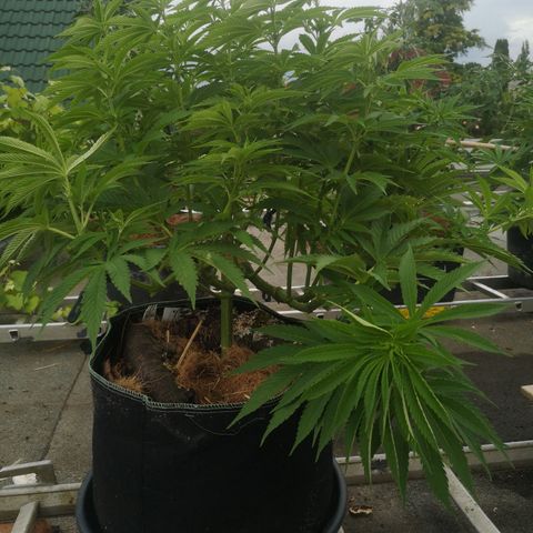 Mars Mellow growlog timeline photo