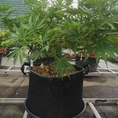 Cbd Chronicle (2) growlog timeline photo