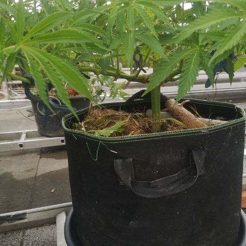 Spezial Queen growlog timeline photo