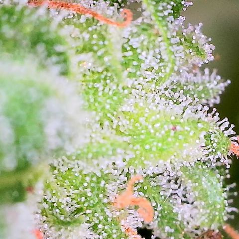 Auto Titan (1) growlog timeline photo