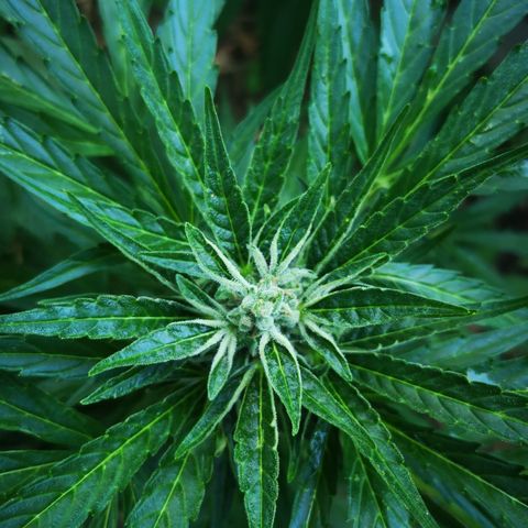 Auto Titan F1 (2) growlog timeline photo