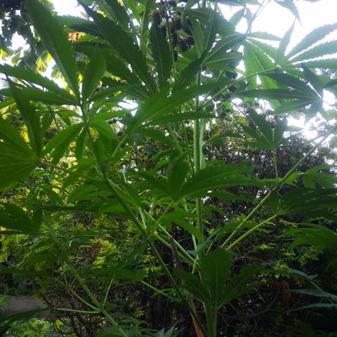 Blue Dream growlog timeline photo