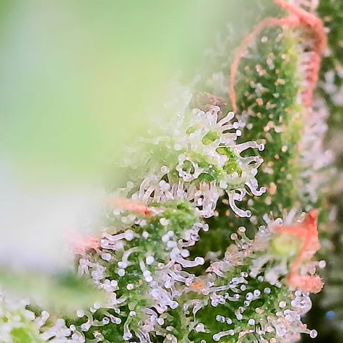 Auto Titan F1 (2) growlog timeline photo
