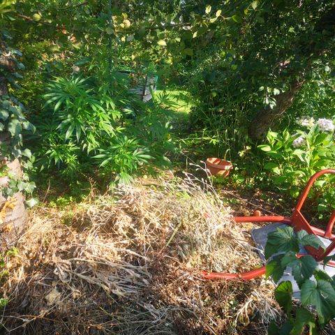 Blue Dream growlog timeline photo