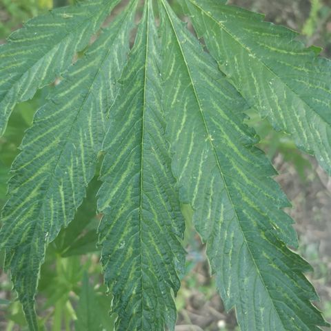 Blue Dream growlog timeline photo