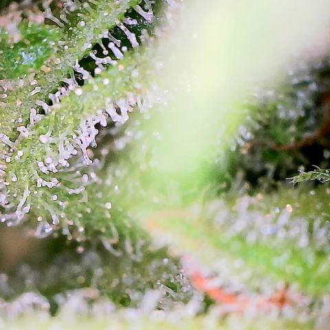 Auto Titan F1 (2) growlog timeline photo