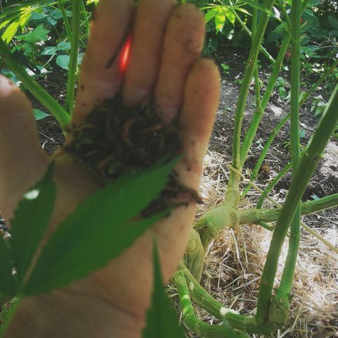 Cbd Chronicle growlog timeline photo