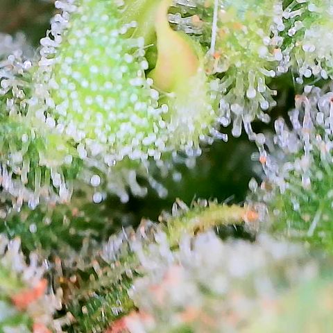 Auto Titan F1 (2) growlog timeline photo