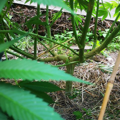 Cbd Chronicle growlog photo: Anfängerfehler beim Toppen über der 3. Nodie. Etwas länger den Stumpen stehen lassen. Jetzt spaltet sich der Hauptstamm in der Kronenmitte. Hoffe es verwächst sich.