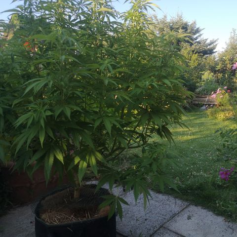 Girl Scout Cookies growlog timeline photo