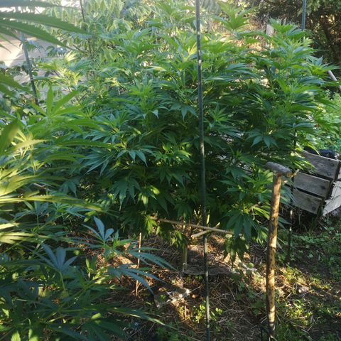 Cbd Chronicle growlog timeline photo